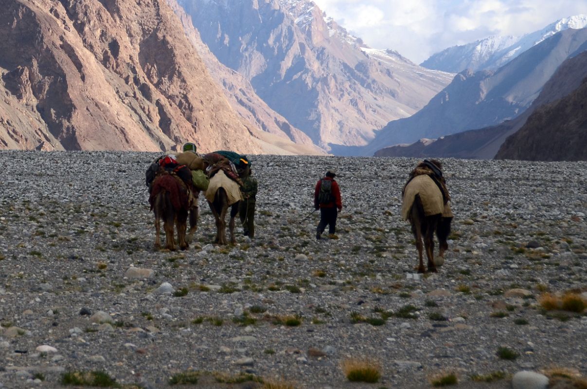 28 The Camels Lead The Way Towards Gasherbrum North Base Camp In China 